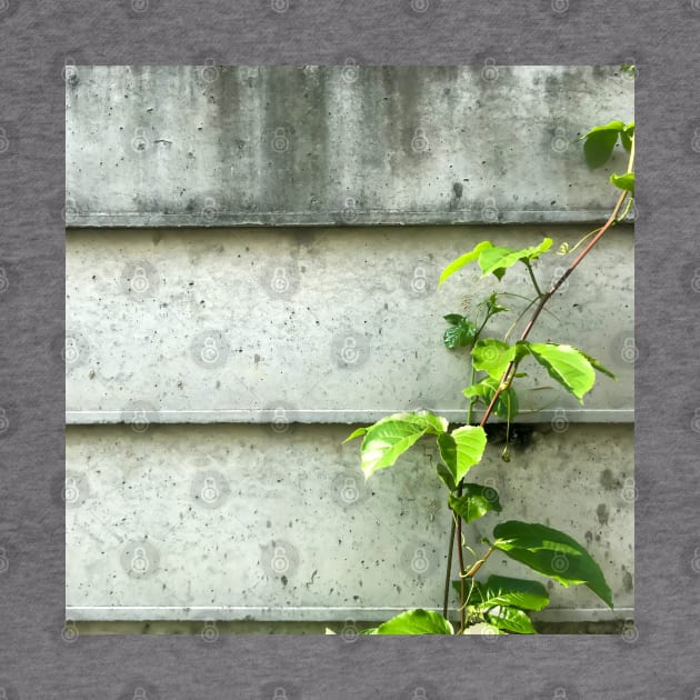 Vine of Betel plant growing up on the cement wall by FOGSJ